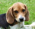 Beagles Jigsaw Puzzle screenshot 1