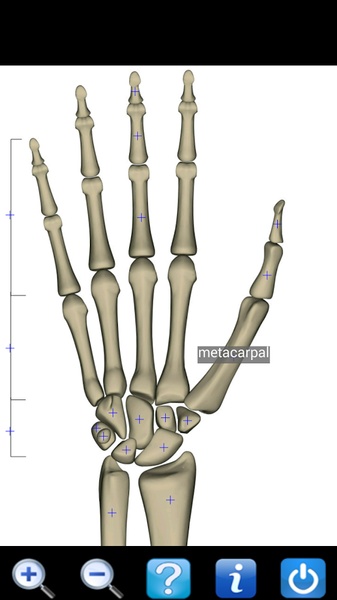 Visual Anatomy Free - Preview 3