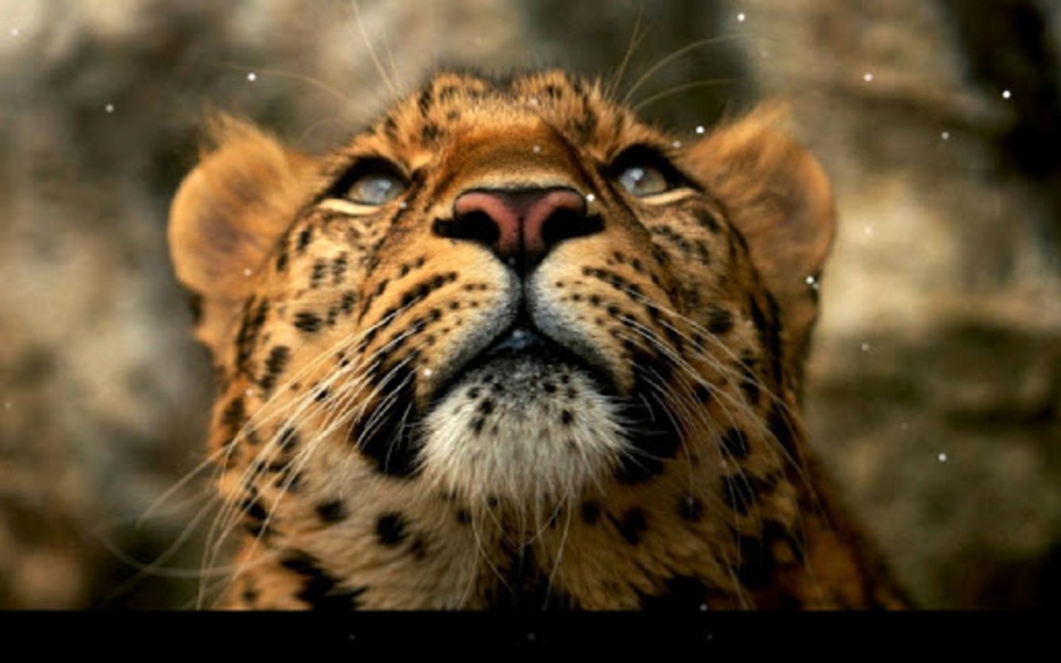 Leopard - Preview 4