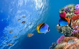 Aquarium Live Wallpaper screenshot 1