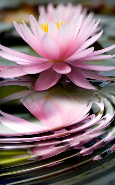 Beautiful Live Wallpaper - Preview 8