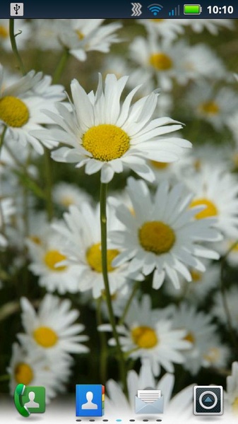 Daisies Live Wallpaper - Preview 5