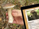 Mushroom Book screenshot 2