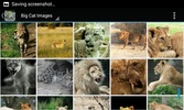 BigCatBG: Big Cat Wallpapers screenshot 3