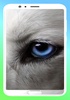 Wolf Wallpapers 4K screenshot 1