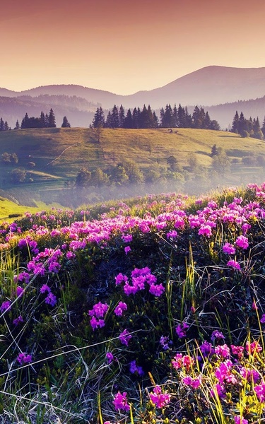 Mountain Flower Live Wallpaper - Preview 5