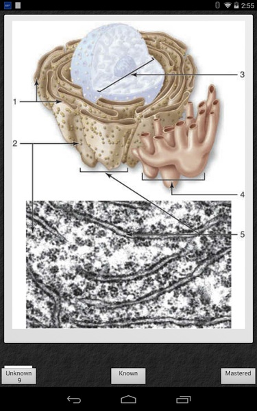 Histology - Preview 2