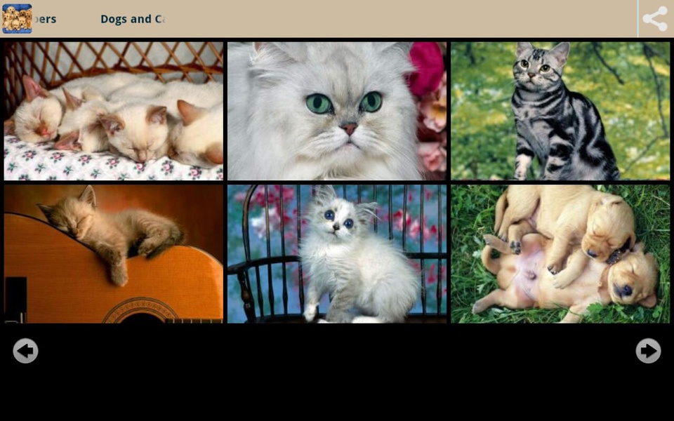 Dogs and Cats Wallpapers - Preview 4