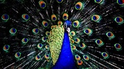 Peacock Wallpapers screenshot 1