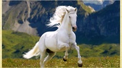 Horse Wallpapers screenshot 6