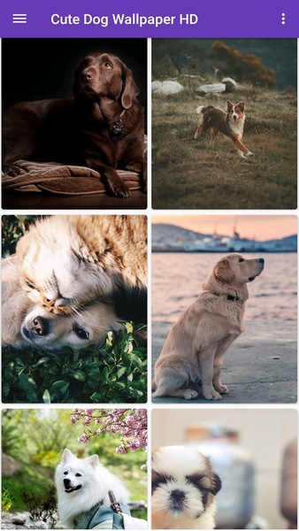 Cute Dog Wallpapers HD - Preview 1