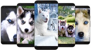 Husky Dog Wallpaper HD screenshot 1