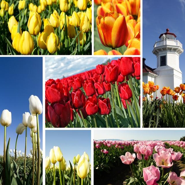 Pic Stitch Collage - Preview 2