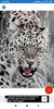 Cheetah Wallpapers: HD Images, Free Pics download screenshot 3
