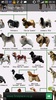 Dog Breeds screenshot 6