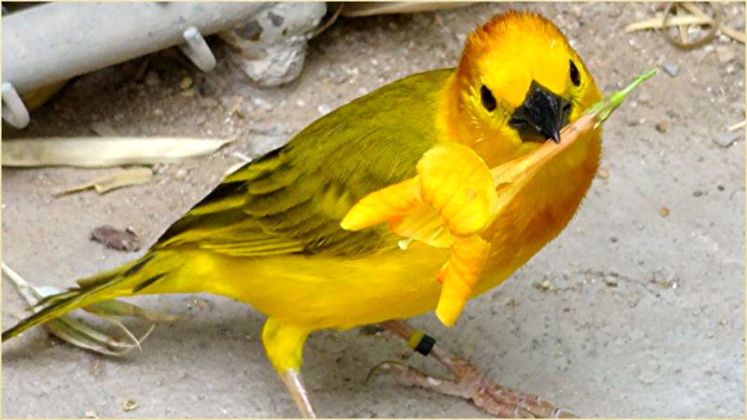 My Birds Images - Preview 5