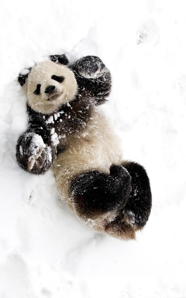 Panda Live Wallpaper - Preview 6