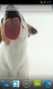 Dog Licks Screen Wallpaper screenshot 3