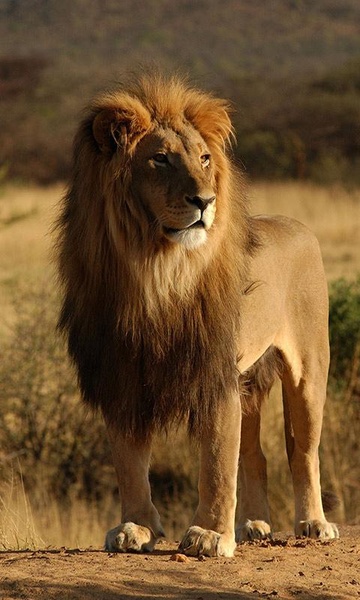 Lions Live Wallpaper - Preview 2