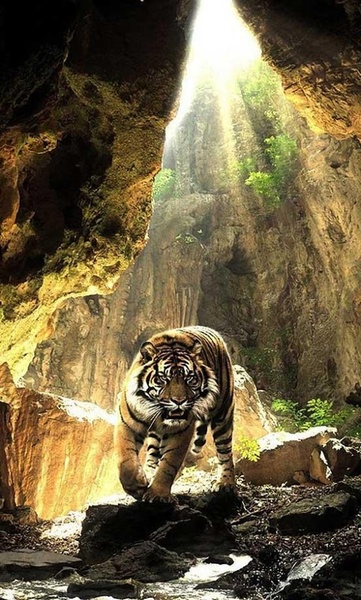 Tigers Sounds live wallpaper - Preview 3