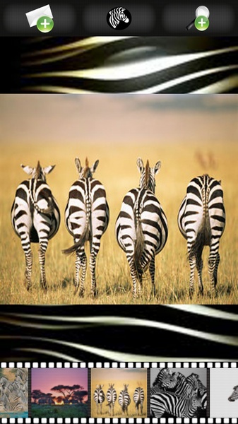 Zebra Wallpapers - Preview 9