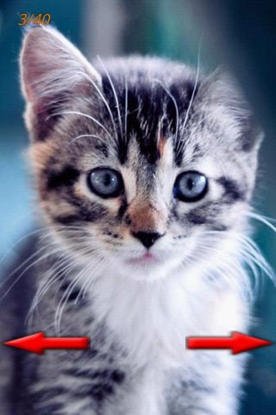 Funny Animals Photo - Preview 3