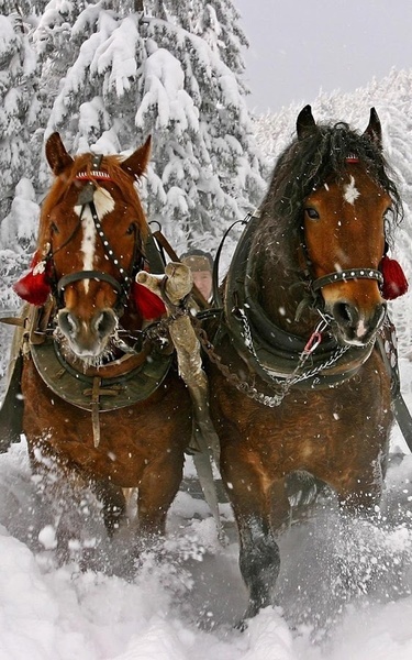 Horse HD Live Wallpaper - Preview 5