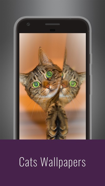 Cats Wallpapers - Preview 8