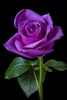 Amazing Flowers Images Gif Rose Stickers Wallpaper screenshot 6