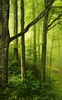 Sunny Forest Live Wallpaper screenshot 3