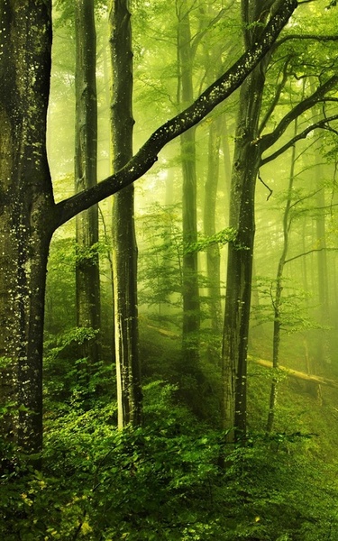 Sunny Forest Live Wallpaper - Preview 3