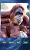 Animals Jigsaw Puzzle screenshot 3