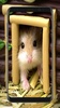 Cute Hamster Wallpapers screenshot 3