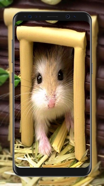 Cute Hamster Wallpapers - Preview 3
