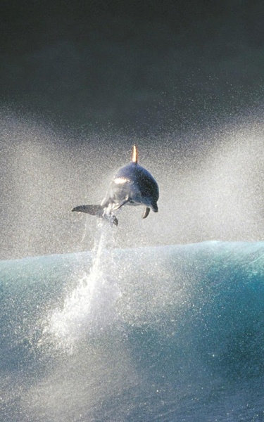 Dolphin HD Live Wallpaper - Preview 3