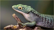 Reptiles Images screenshot 6