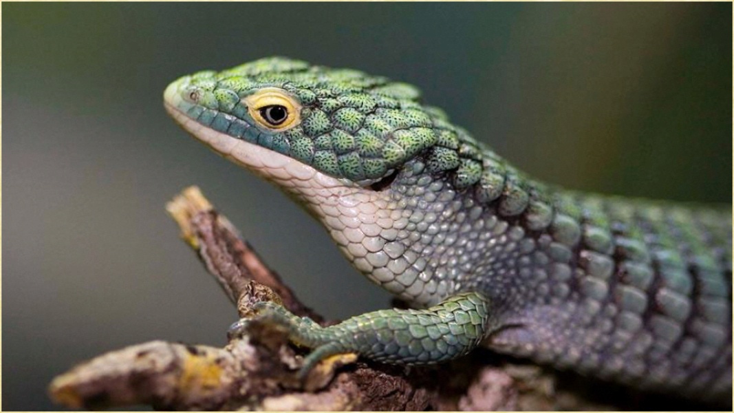 Reptiles Images - Preview 6