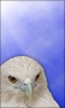 Eagle Live Wallpaper screenshot 5