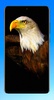 Eagle Wallpaper HD screenshot 7