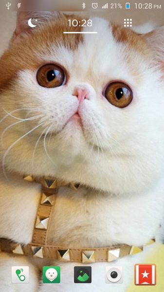 Cat Wallpapers Cute - Preview 2