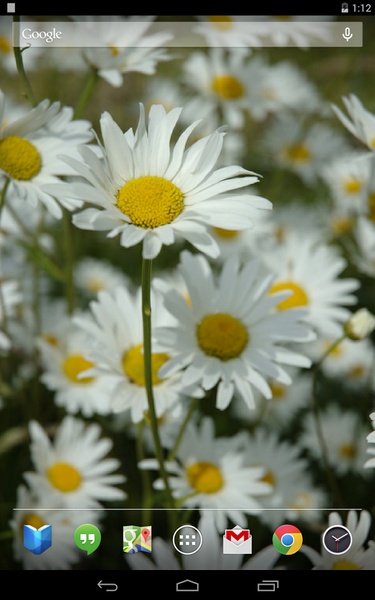 Daisies Live Wallpaper - Preview 2