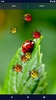 Cute Ladybug Live Wallpaper screenshot 3