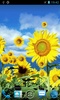 Sunflower screenshot 2