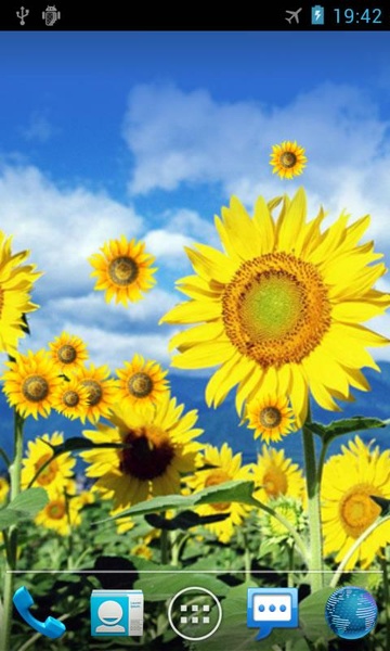 Sunflower - Preview 2
