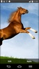 Horse Live Wallpaper screenshot 4