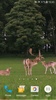 Deers Video Live Wallpaper screenshot 9