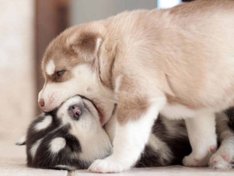 Free Puppy Dog Wallpaper - Preview 3