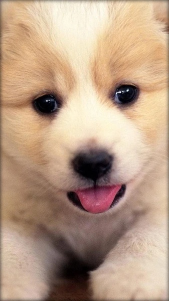 Puppies Live Wallpaper - Preview 4