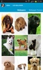 Cute Puppies Wallpapers screenshot 8