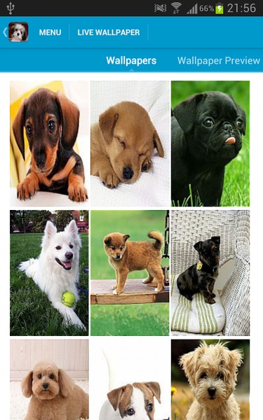 Cute Puppies Wallpapers - Preview 7